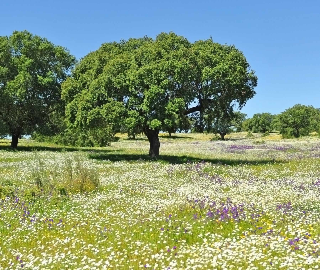 Wandeling natuurlijk ritme in juni