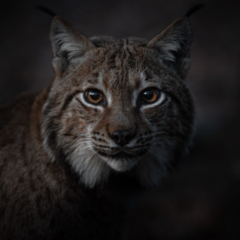 Euraziatische lynx, Vogezen.