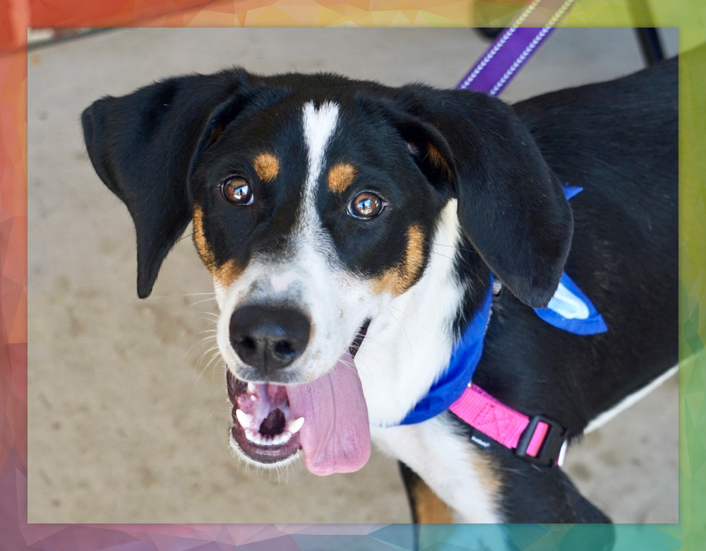 A brown and white dog sprawled on her belly on the grass with her back feet stretched behind her. Her tongue is hanging out in a wide, happy smile, and she is wearing a purple bandana that reads Adopt Me!