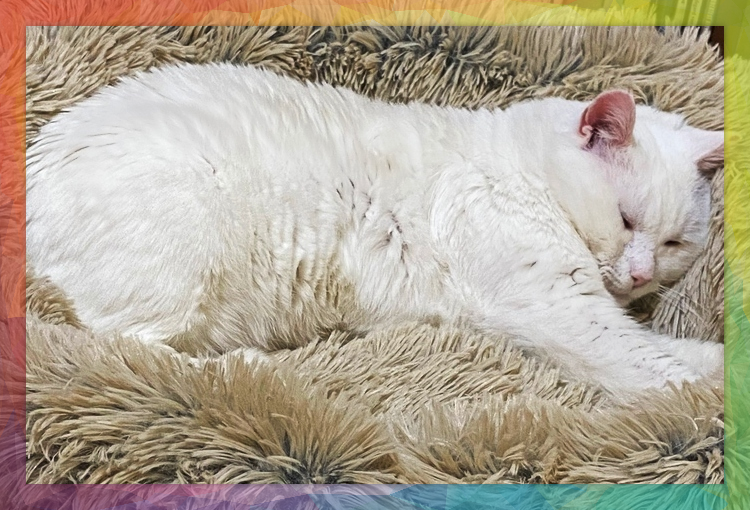 A tabby kitten with gray fur and black stripes with a small patches of white fur mixed into her coat. She is lying on her side on a bed sheet and gazing at the viewer with adorable, big eyes.