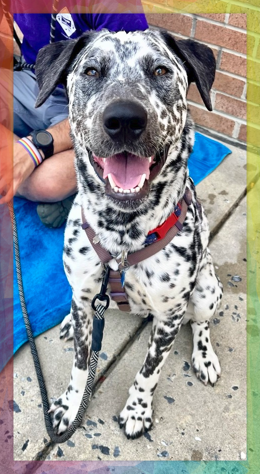 A brown and white dog sprawled on her belly on the grass with her back feet stretched behind her. Her tongue is hanging out in a wide, happy smile, and she is wearing a purple bandana that reads Adopt Me!