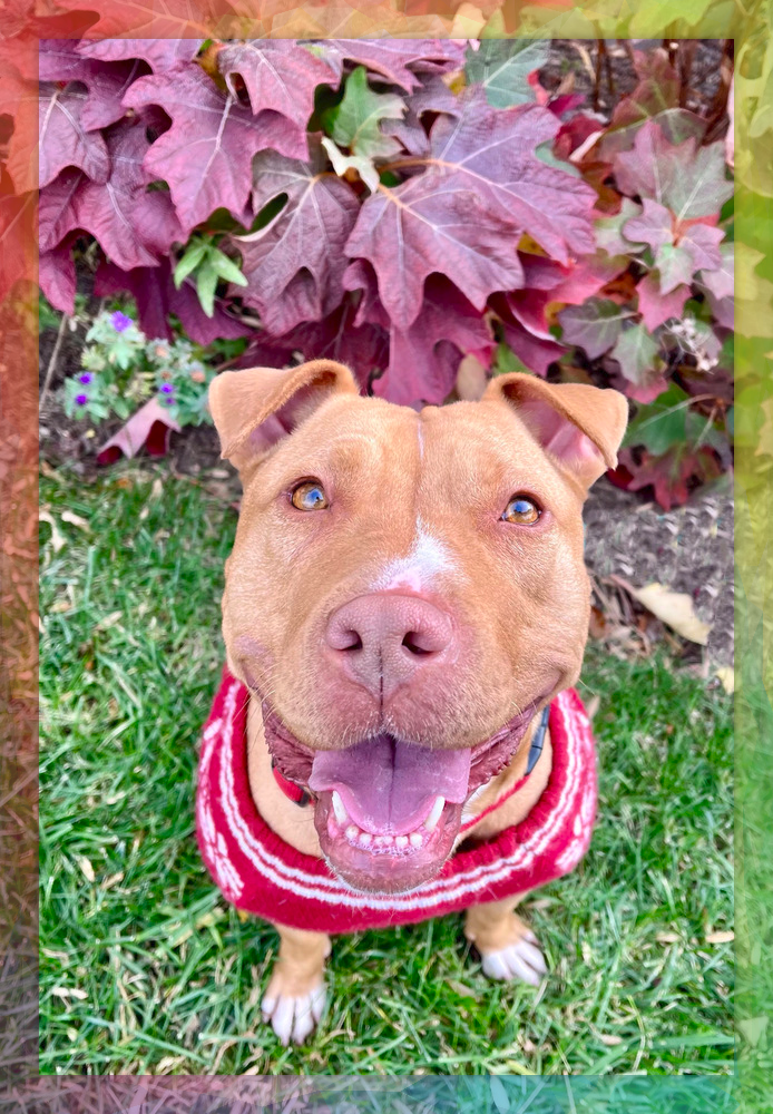A brown and white dog sprawled on her belly on the grass with her back feet stretched behind her. Her tongue is hanging out in a wide, happy smile, and she is wearing a purple bandana that reads Adopt Me!