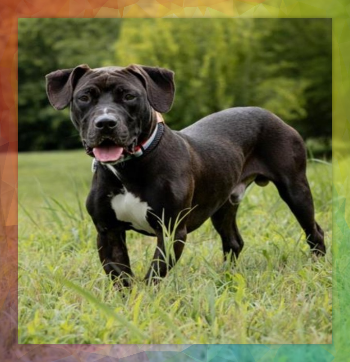 A brown and white dog sprawled on her belly on the grass with her back feet stretched behind her. Her tongue is hanging out in a wide, happy smile, and she is wearing a purple bandana that reads Adopt Me!
