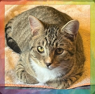 A tabby kitten with gray fur and black stripes with a small patches of white fur mixed into her coat. She is lying on her side on a bed sheet and gazing at the viewer with adorable, big eyes.