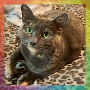 A tabby kitten with gray fur and black stripes with a small patches of white fur mixed into her coat. She is lying on her side on a bed sheet and gazing at the viewer with adorable, big eyes.