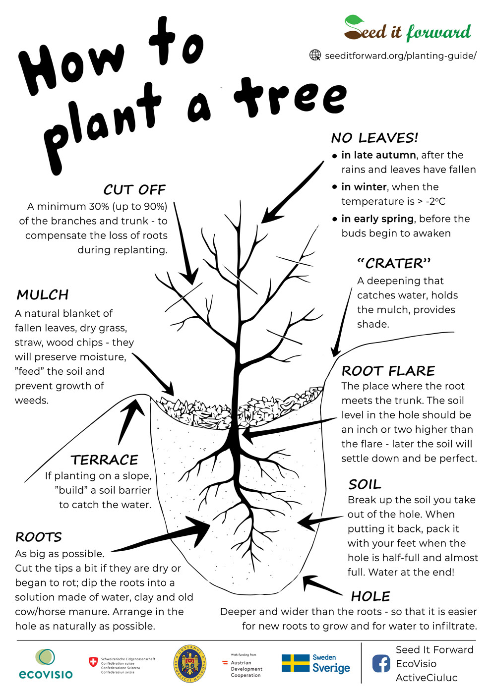 Informative visual about a well-planted tree