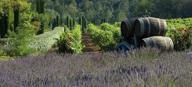 Provence Lavender