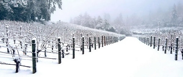 Skiing at the Vineyard