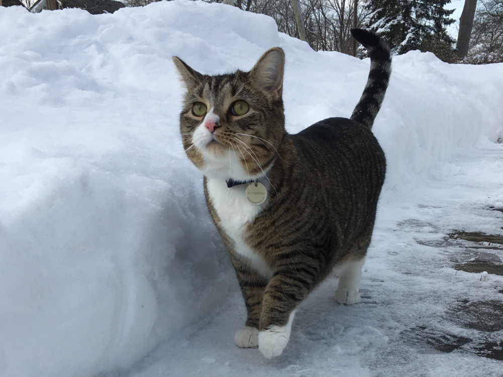 Copurrnicus in the snow