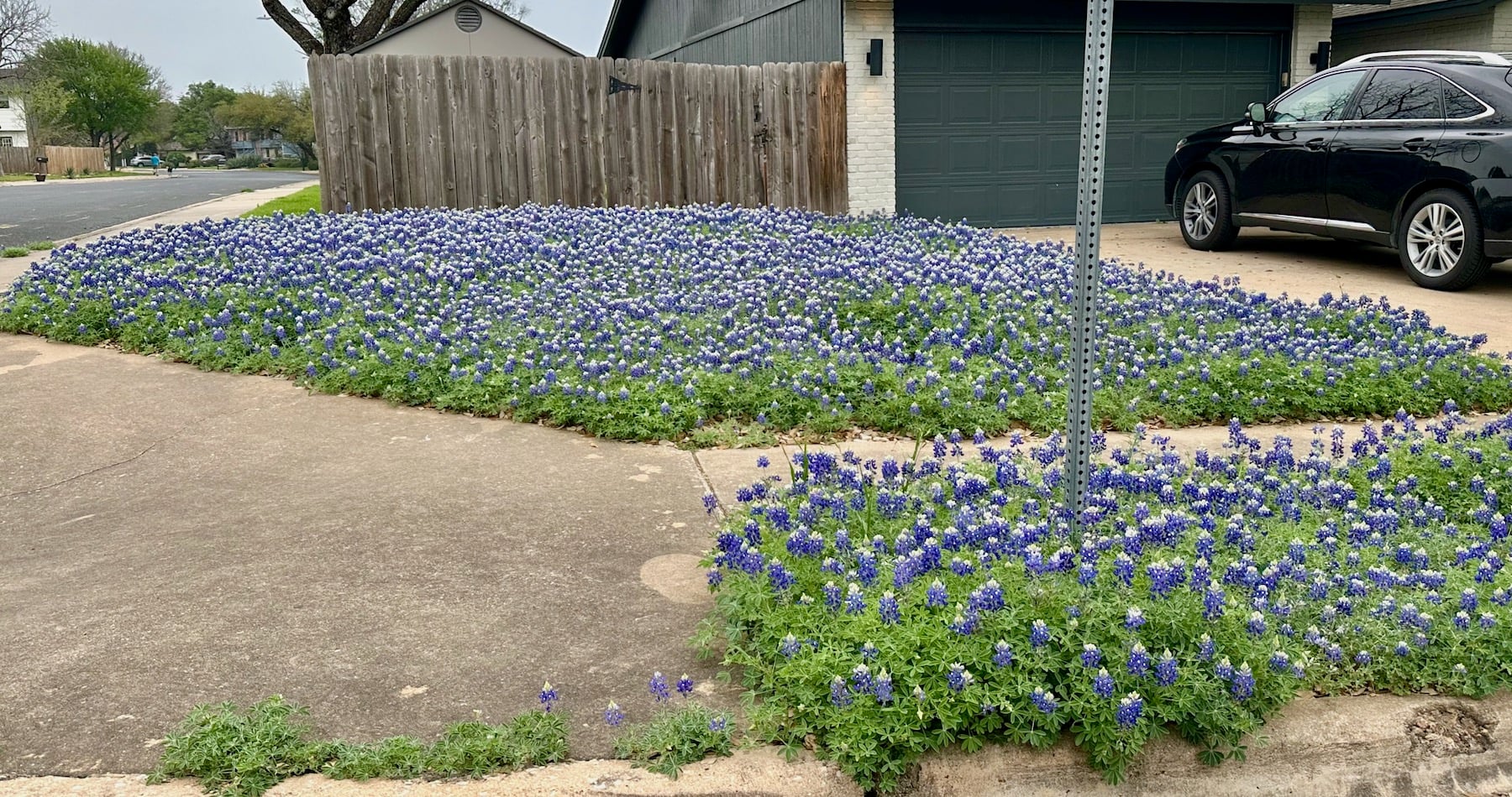 Patch of bluebonnets