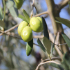 green olives hanging from a tree branch