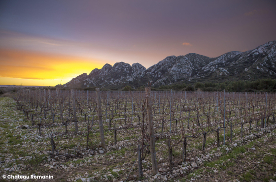 vineyard in the foreground, mountains in the background against a sunset