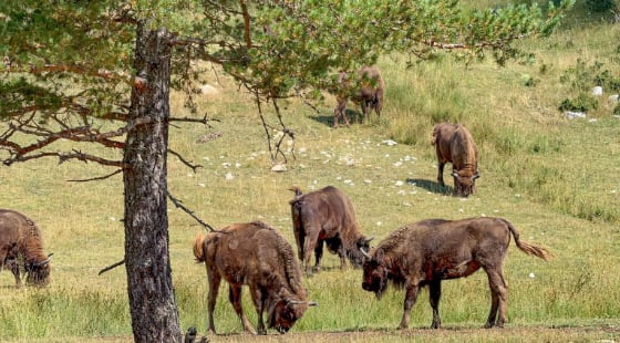 wild European Bison grazing on a hillside surrounded by grass and trees
