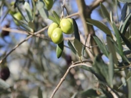green olives hanging from a tree branch