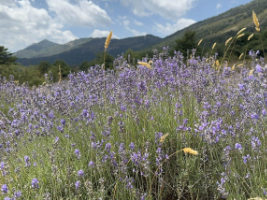 close up view of lavender in a field with mountains in the background