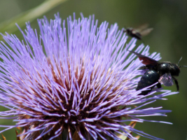 close up view of purple flower with thin petals and a black bee looking for nectar in the flower