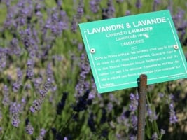 sign describing lavender in French with a field of lavender in the background