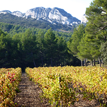 vineyard in autumn with hills in the background
