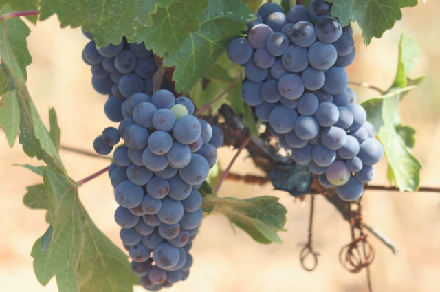 Perfectly Provence Travel Lifestyle Magazine