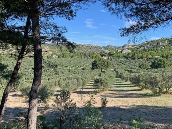 rows of trees in an olive orchard