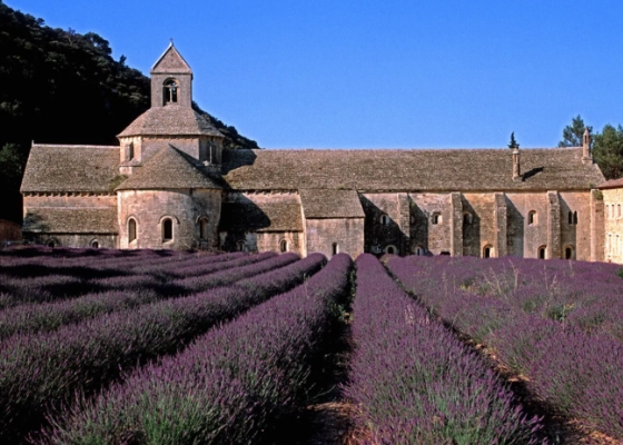 French Abbey with field of lavender