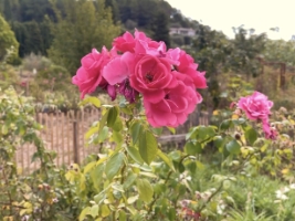bright pink roses in a garden surrounded by green leaves