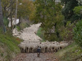 a sheepdog guiding a flock of sheep down a narrow country lane