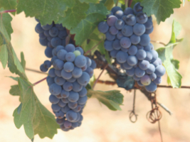 close up photo of bunches of ripe purple grapes hanging from the vine