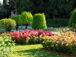 brilliantly coloured flowers and lush green bushes growing in a well tended garden