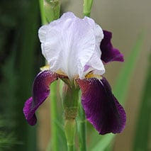 close up view of iris flower