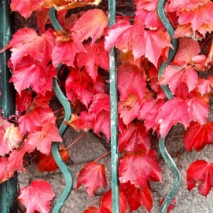 red leaves on vines through wrought iron fence