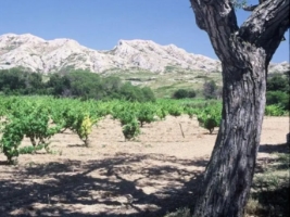 vineyard with mountains in background and tree in foreground