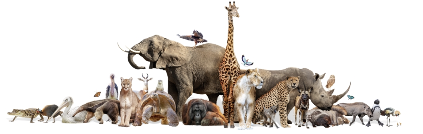 Zoo Me In Picture Books