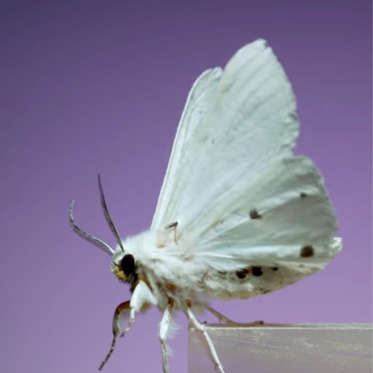 White moth