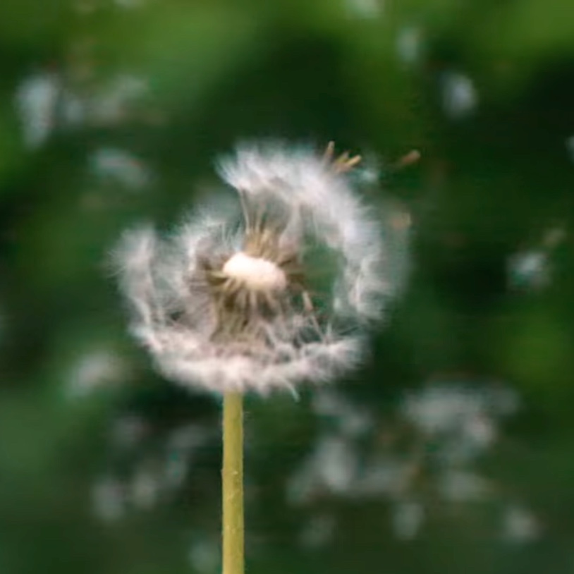 A dandelion