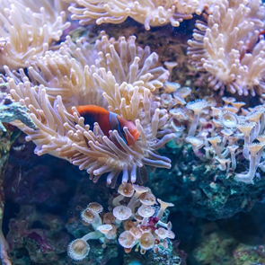 A fish in coral