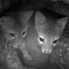 Baby foxes in a den