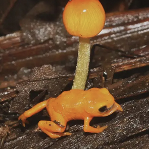 Image of a Pumpkin Toadlet