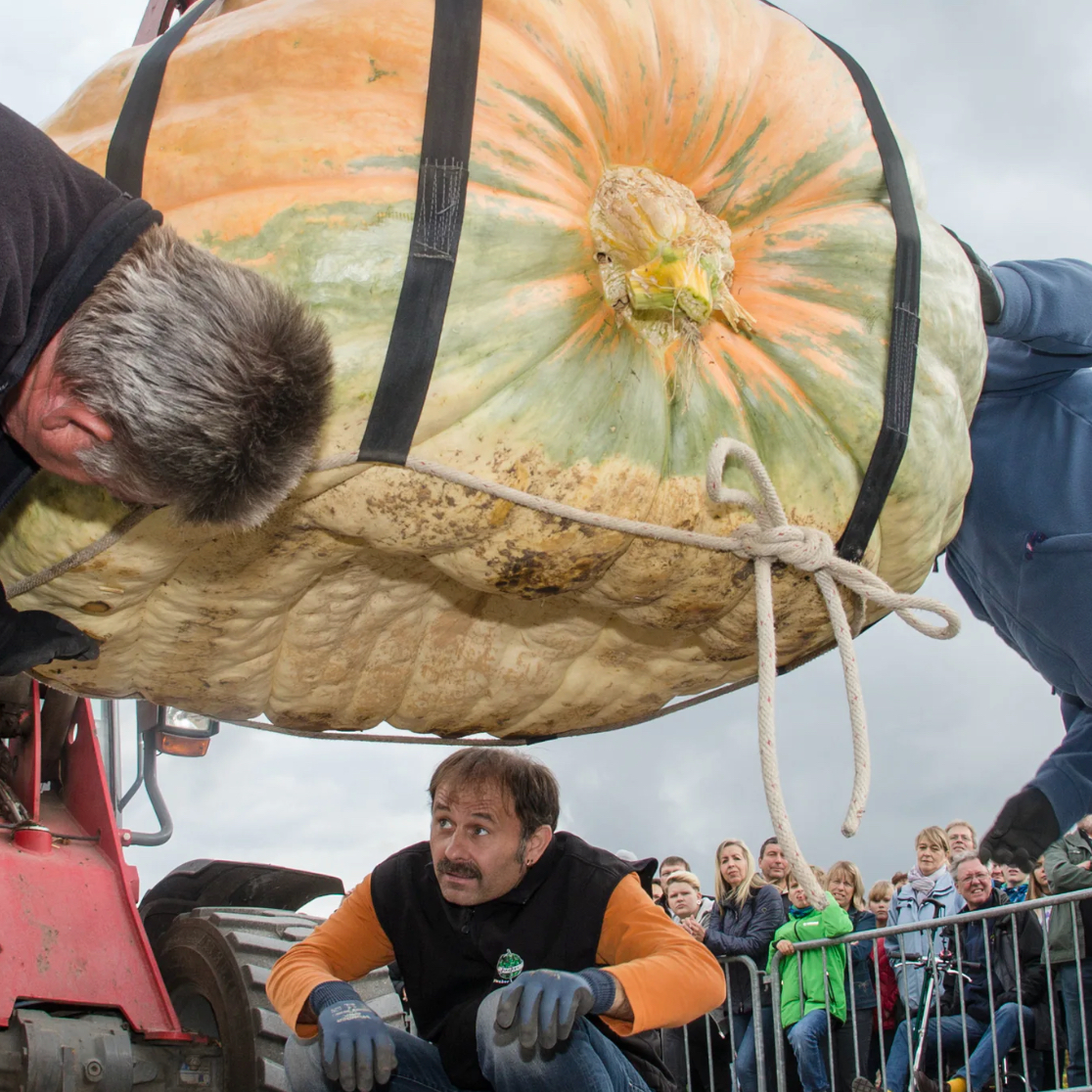 giant pumpkin