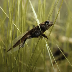 A tadpole under water