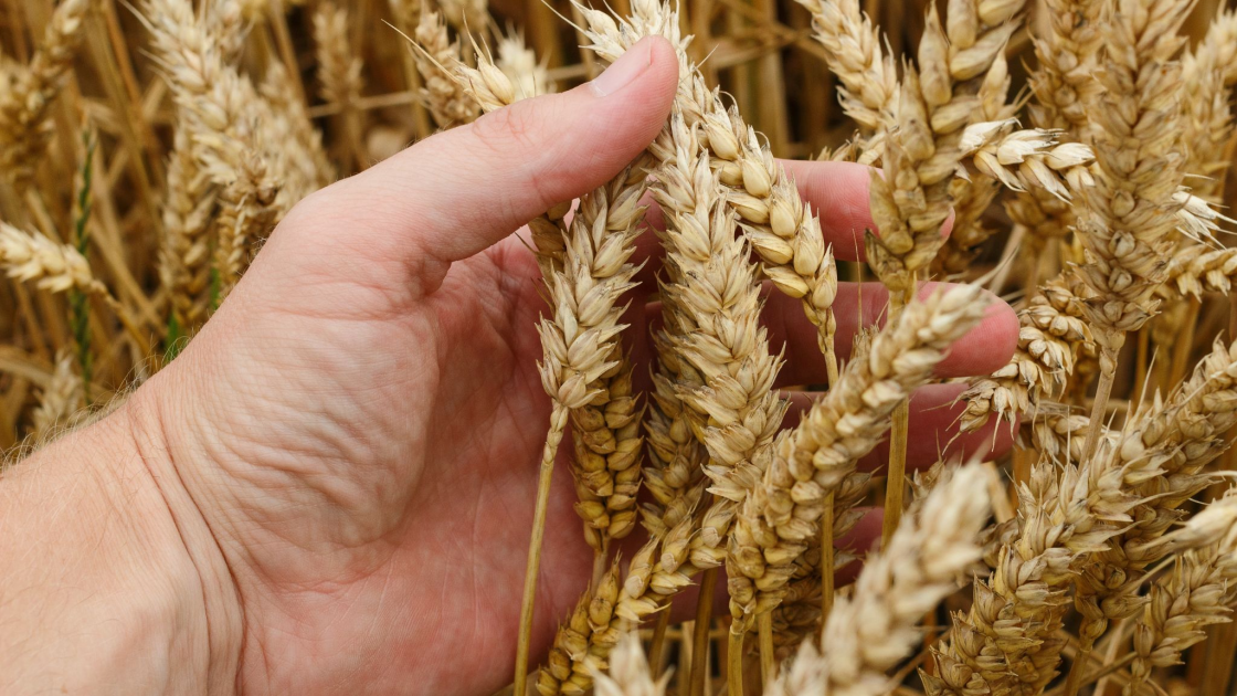 World wheat shortage: Can Uruguay help?