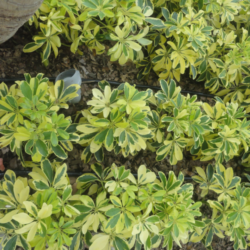 RIEGO LIBERTAD PROYECTO REDROVAN COLONCHE PALMAR BARANDUA SANTA ELENA SALINAS CULTIVO AGRICULTOR