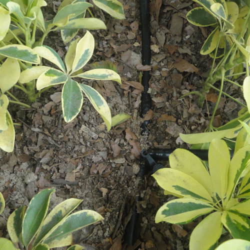 RIEGO LIBERTAD PROYECTO REDROVAN COLONCHE PALMAR BARANDUA SANTA ELENA SALINAS CULTIVO AGRICULTOR