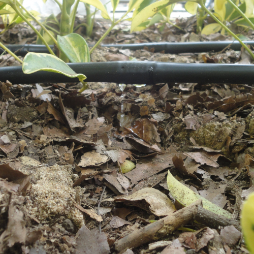 RIEGO LIBERTAD PROYECTO REDROVAN COLONCHE PALMAR BARANDUA SANTA ELENA SALINAS CULTIVO AGRICULTOR