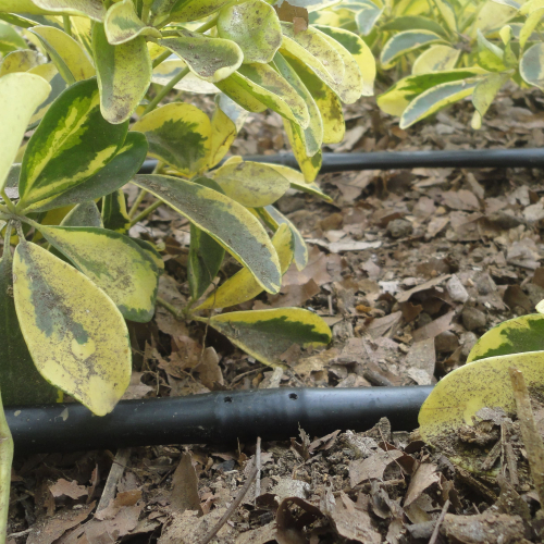 RIEGO LIBERTAD PROYECTO REDROVAN COLONCHE PALMAR BARANDUA SANTA ELENA SALINAS CULTIVO AGRICULTOR