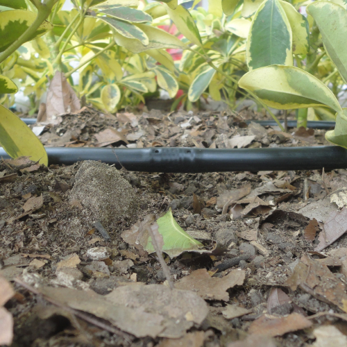 RIEGO LIBERTAD PROYECTO REDROVAN COLONCHE PALMAR BARANDUA SANTA ELENA SALINAS CULTIVO AGRICULTOR