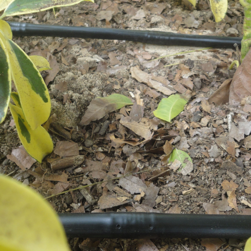 RIEGO LIBERTAD PROYECTO REDROVAN COLONCHE PALMAR BARANDUA SANTA ELENA SALINAS CULTIVO AGRICULTOR