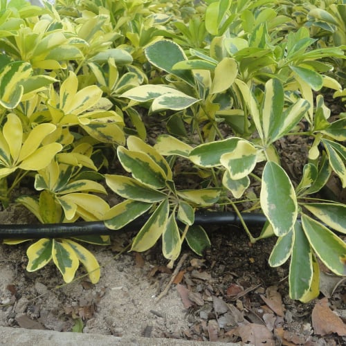 RIEGO LIBERTAD PROYECTO REDROVAN COLONCHE PALMAR BARANDUA SANTA ELENA SALINAS CULTIVO AGRICULTOR