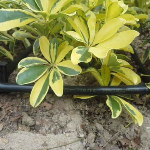 RIEGO LIBERTAD PROYECTO REDROVAN COLONCHE PALMAR BARANDUA SANTA ELENA SALINAS CULTIVO AGRICULTOR