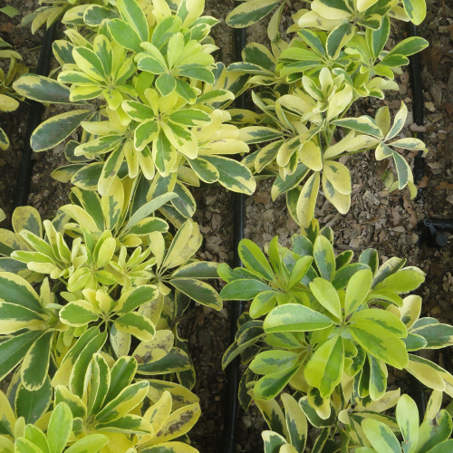 RIEGO LIBERTAD PROYECTO REDROVAN COLONCHE PALMAR BARANDUA SANTA ELENA SALINAS CULTIVO AGRICULTOR